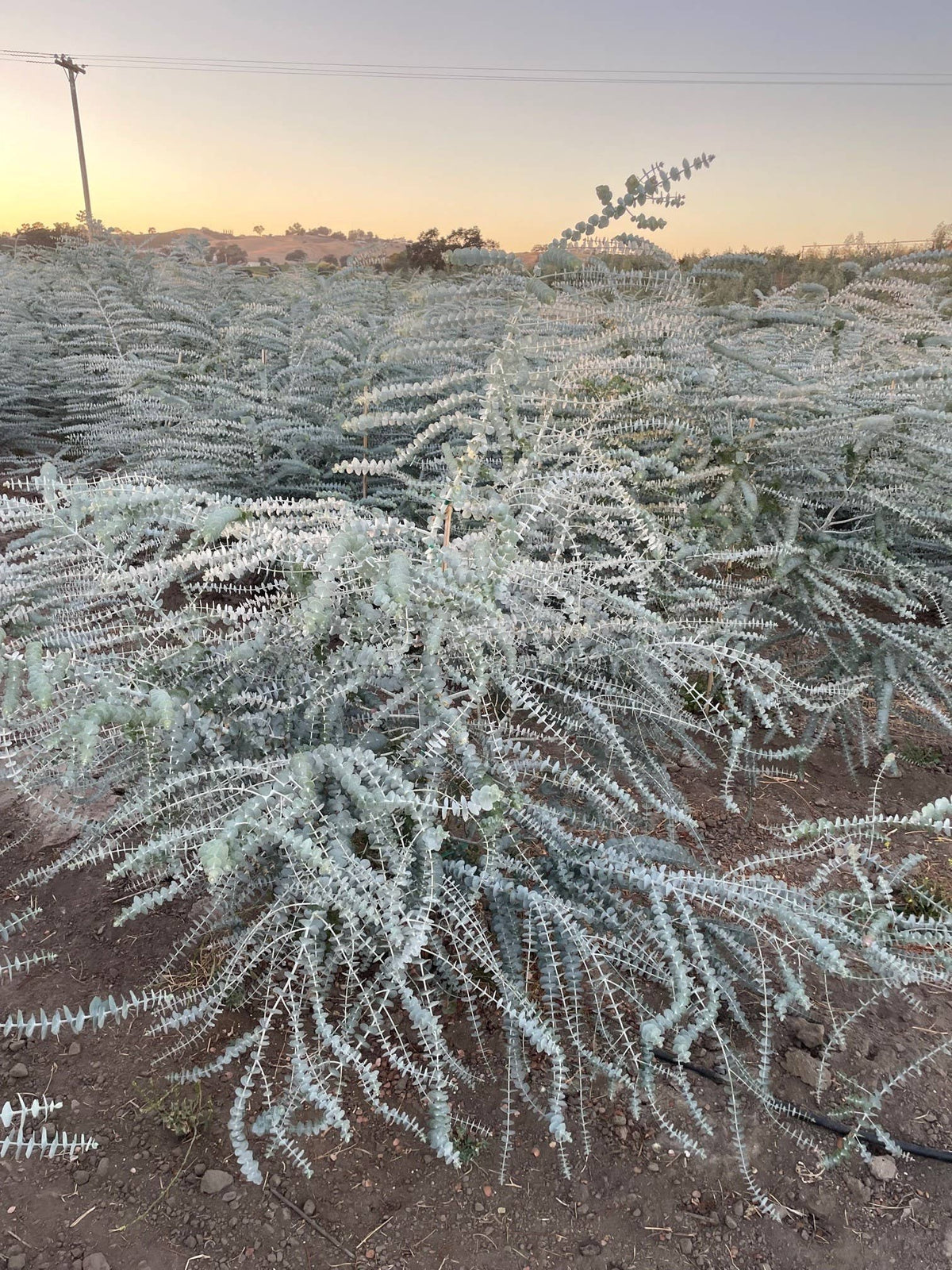 Fresh Baby Blue Eucalyptus Pulverulenta 10 Stems Bunch