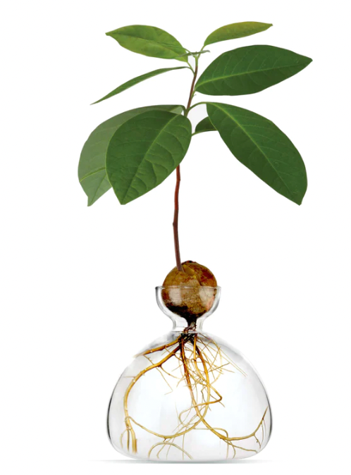 Avocado Vase