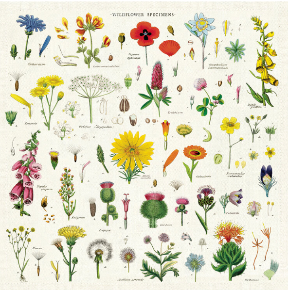 Cavallini & Co. Cotton Dinner Napkins- Set of 4