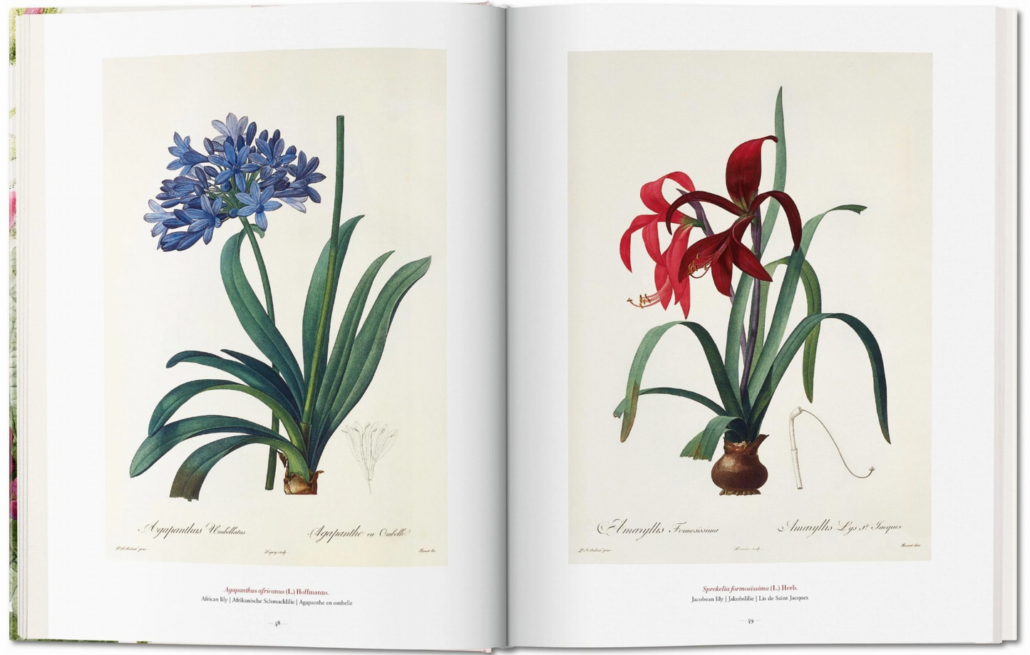 Redouté. The Book of Flowers