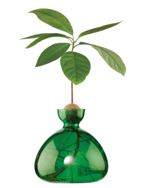 Avocado Vase