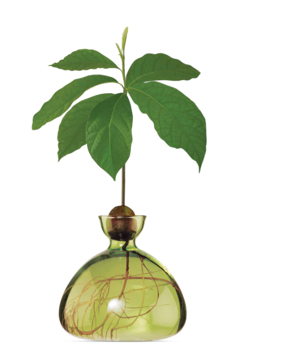 Avocado Vase