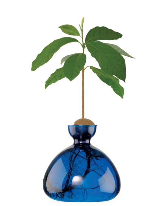 Avocado Vase