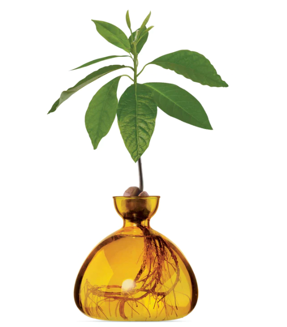 Avocado Vase
