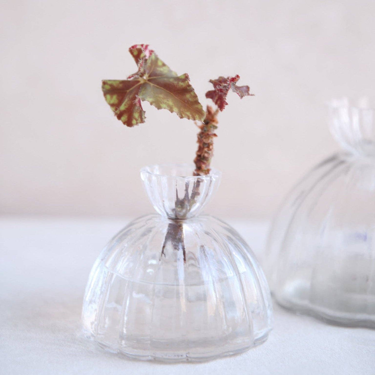 Root Propagation Vase: Small