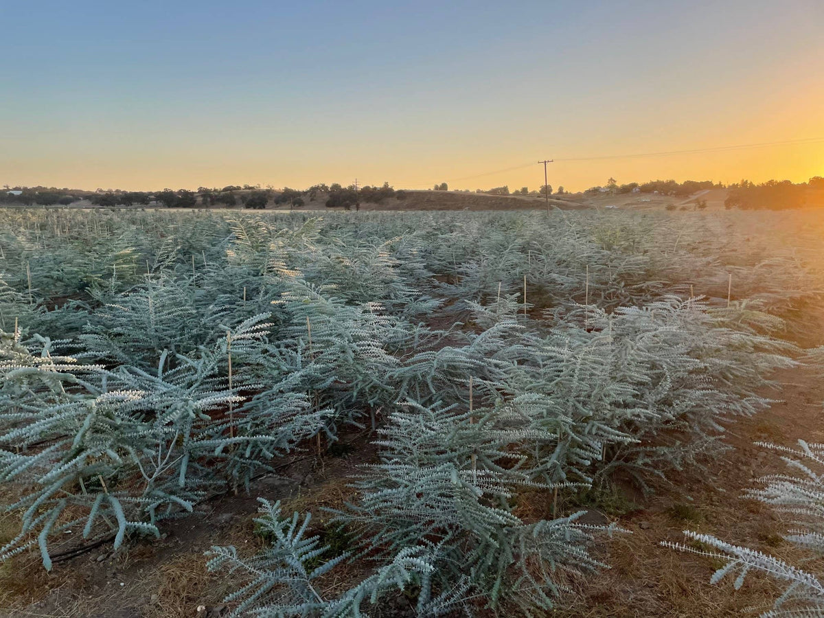 Fresh Baby Blue Eucalyptus Pulverulenta 10 Stems Bunch
