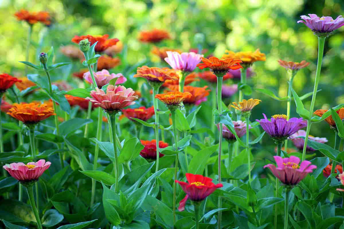 NEW Flower Cutting Garden Box | Mixed Zinnia | Thoughtful