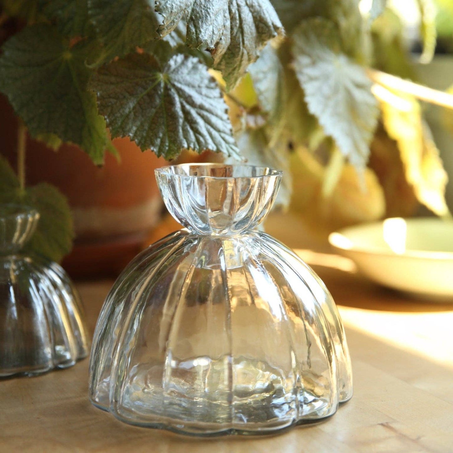 Root Propagation Vase: Large