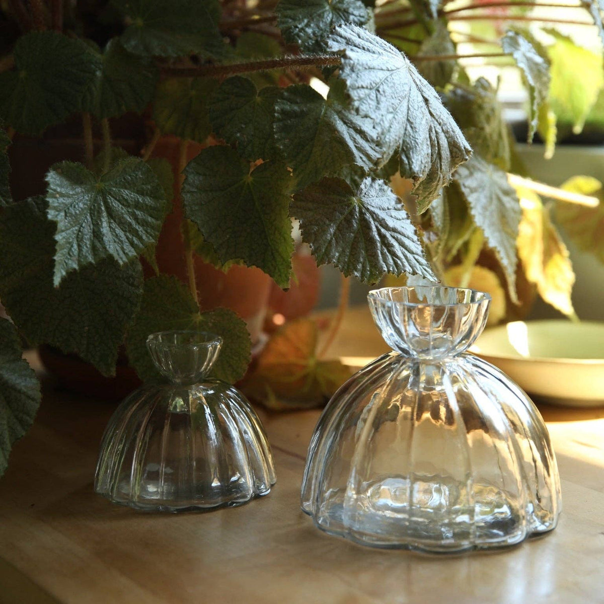 Root Propagation Vase: Small