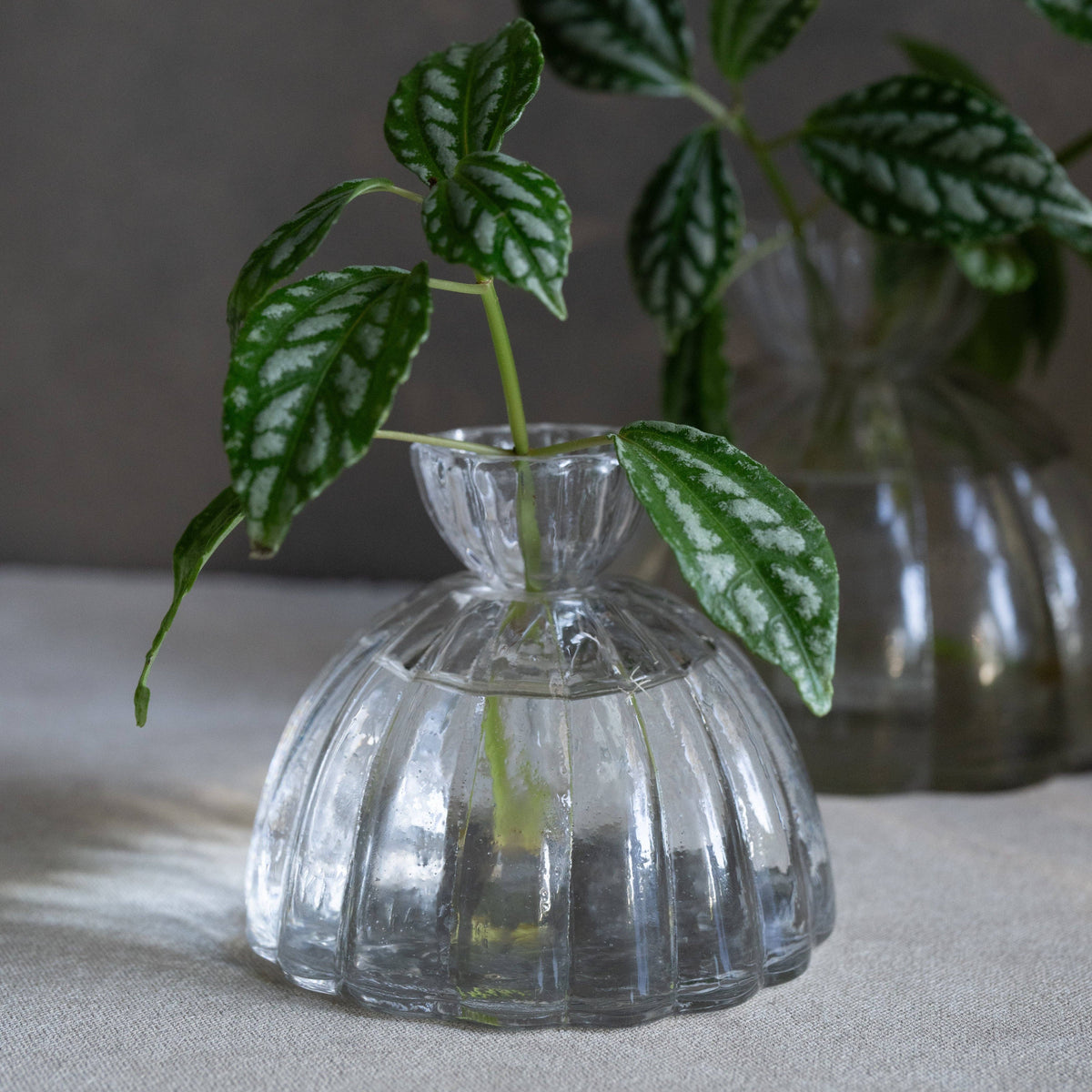 Root Propagation Vase: Large