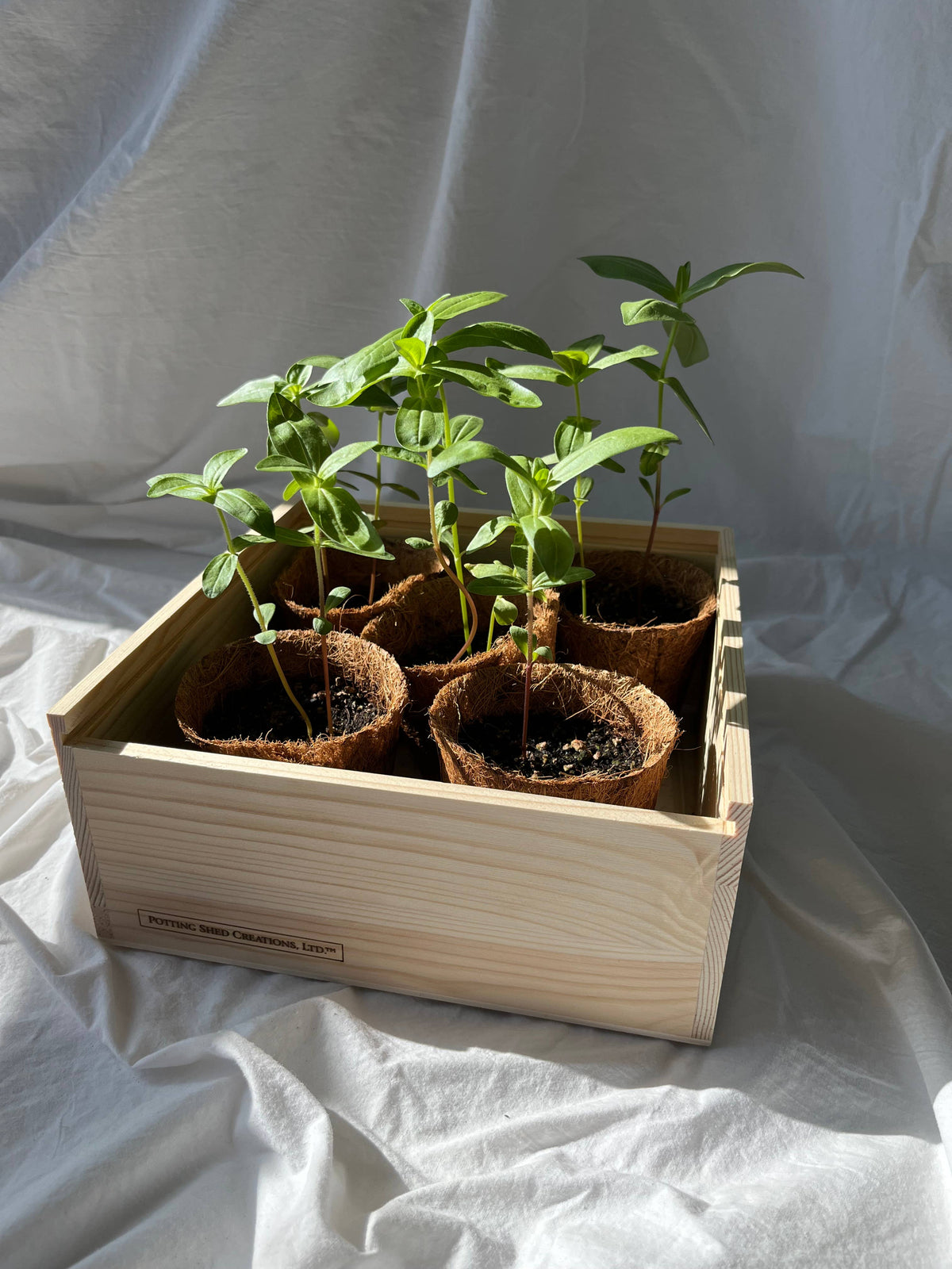 NEW Flower Cutting Garden Box | Mixed Zinnia | Thoughtful