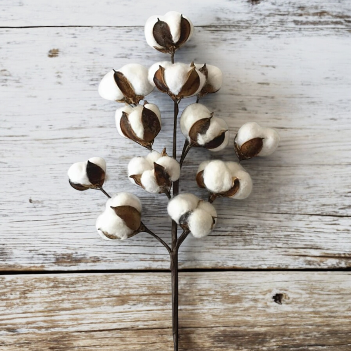 27.5'' 12 Bolls Cotton Spray
