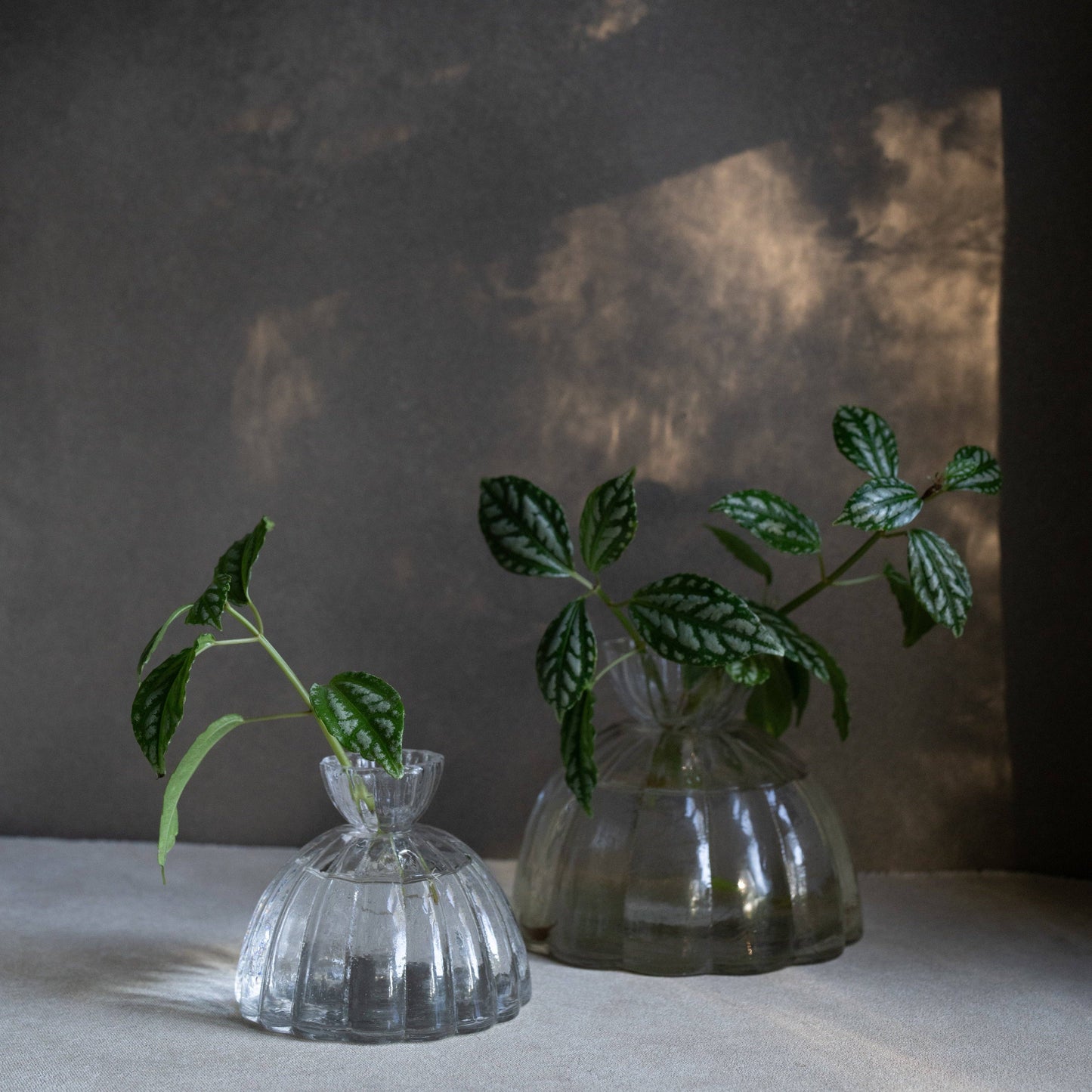 Root Propagation Vase: Small