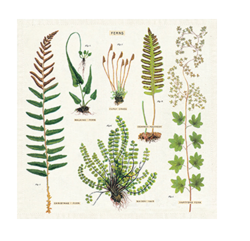 VIntage Fern Napkins - Set of  Four