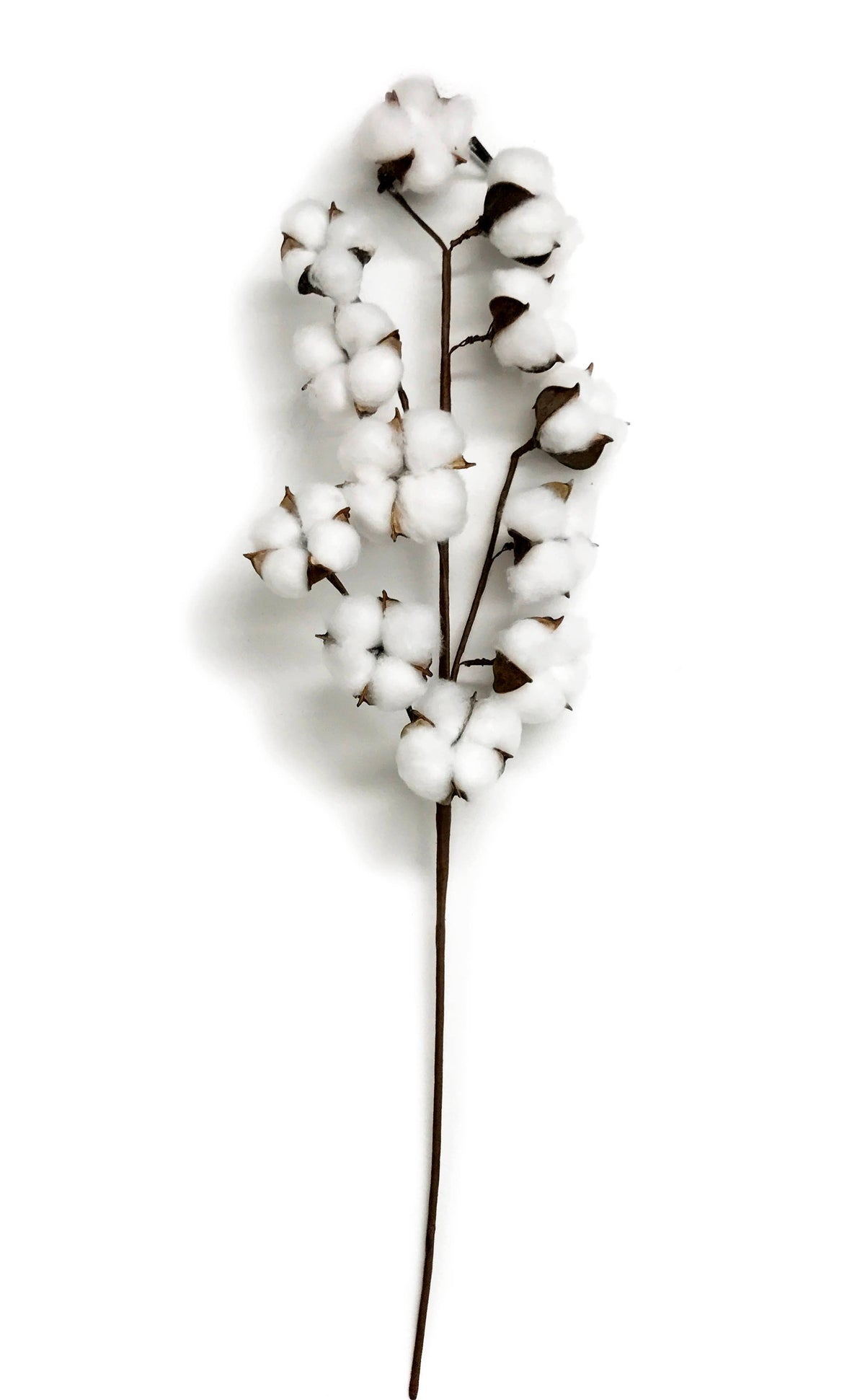 27.5'' 12 Bolls Cotton Spray
