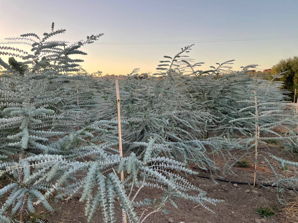 Fresh Baby Blue Eucalyptus Pulverulenta 10 Stems Bunch