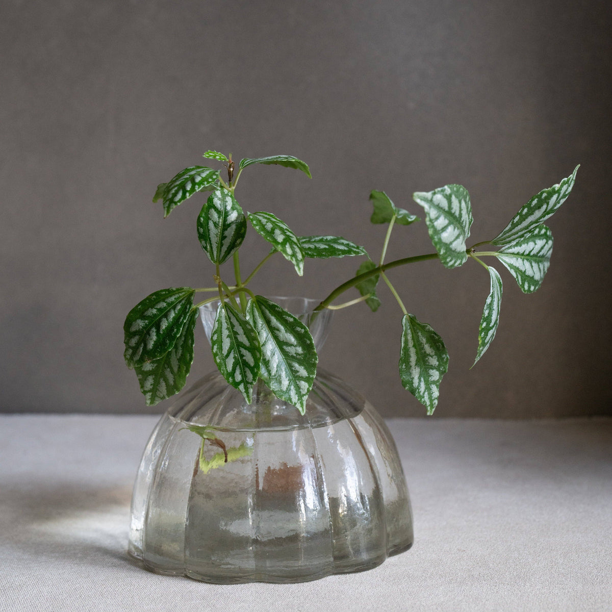 Root Propagation Vase: Large