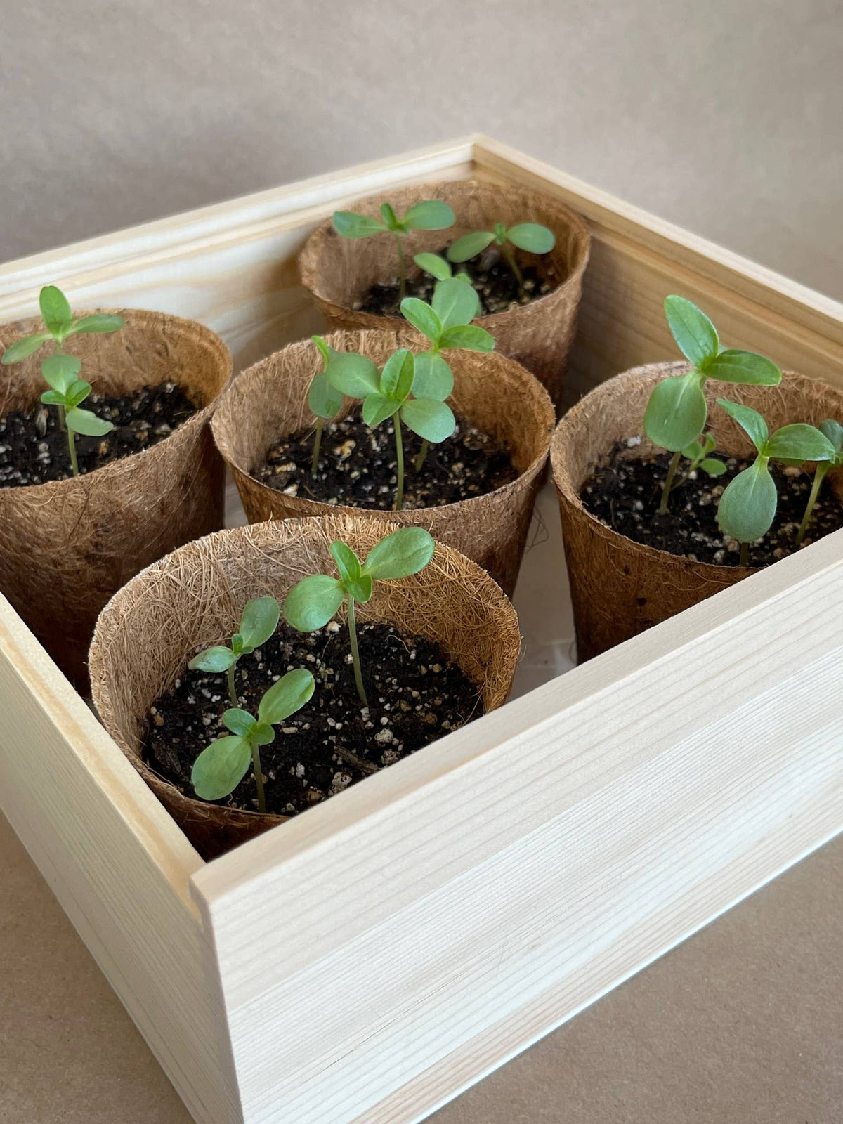 NEW Flower Cutting Garden Box | Mixed Zinnia | Thoughtful