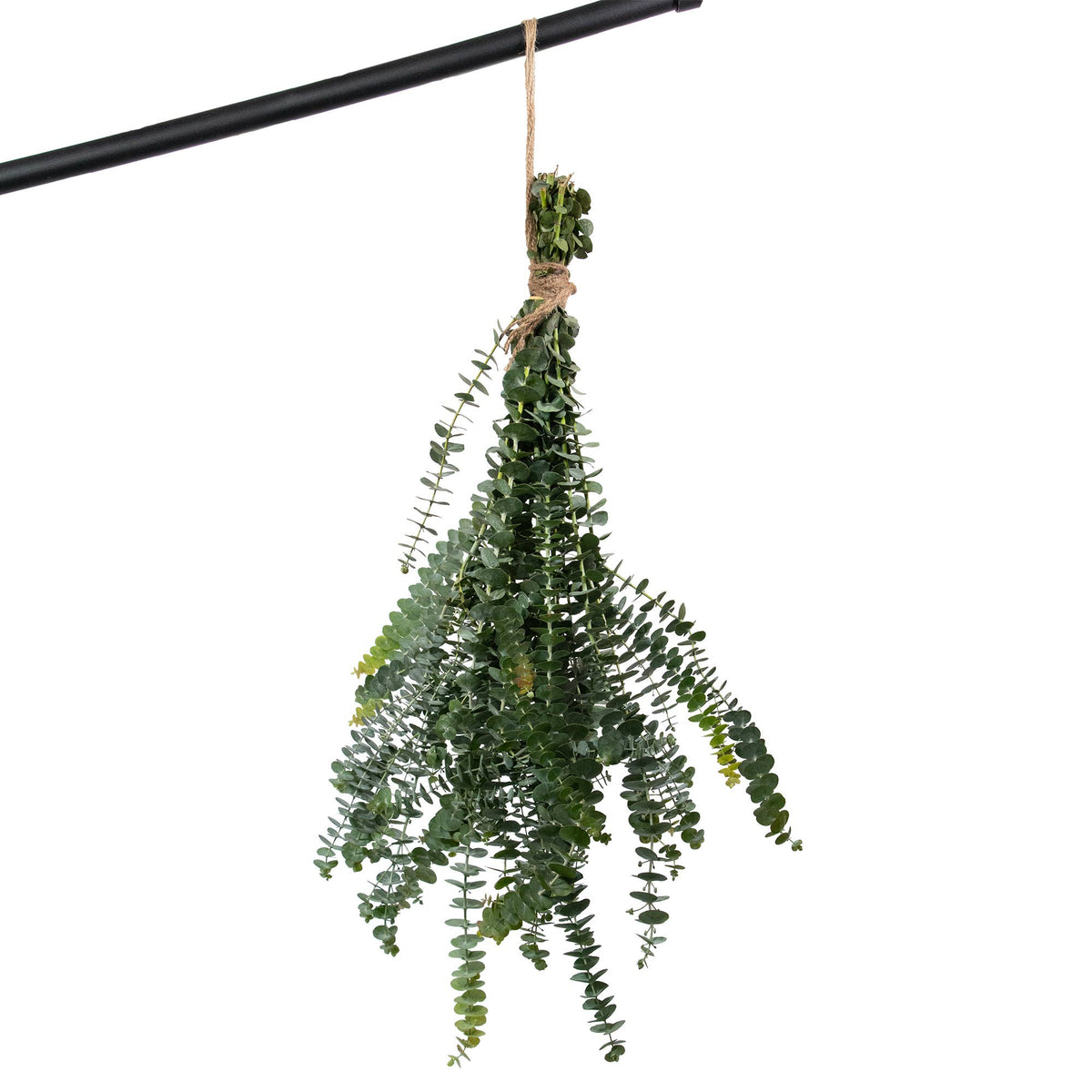 Fresh Baby Blue Eucalyptus Pulverulenta 10 Stems Bunch