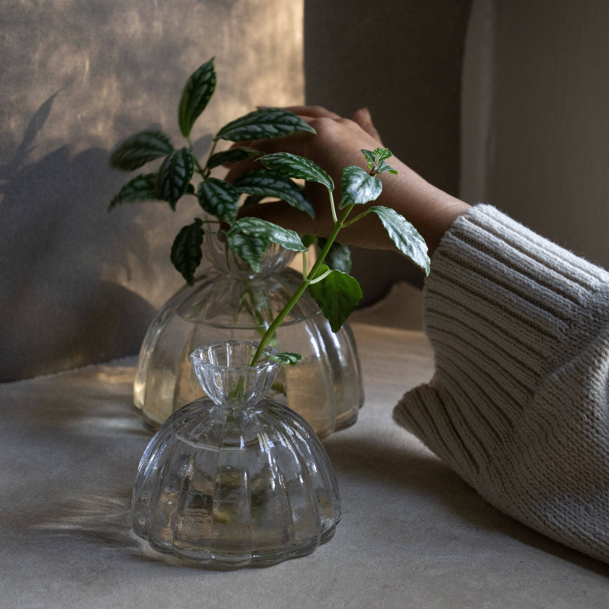 Root Propagation Vase: Large