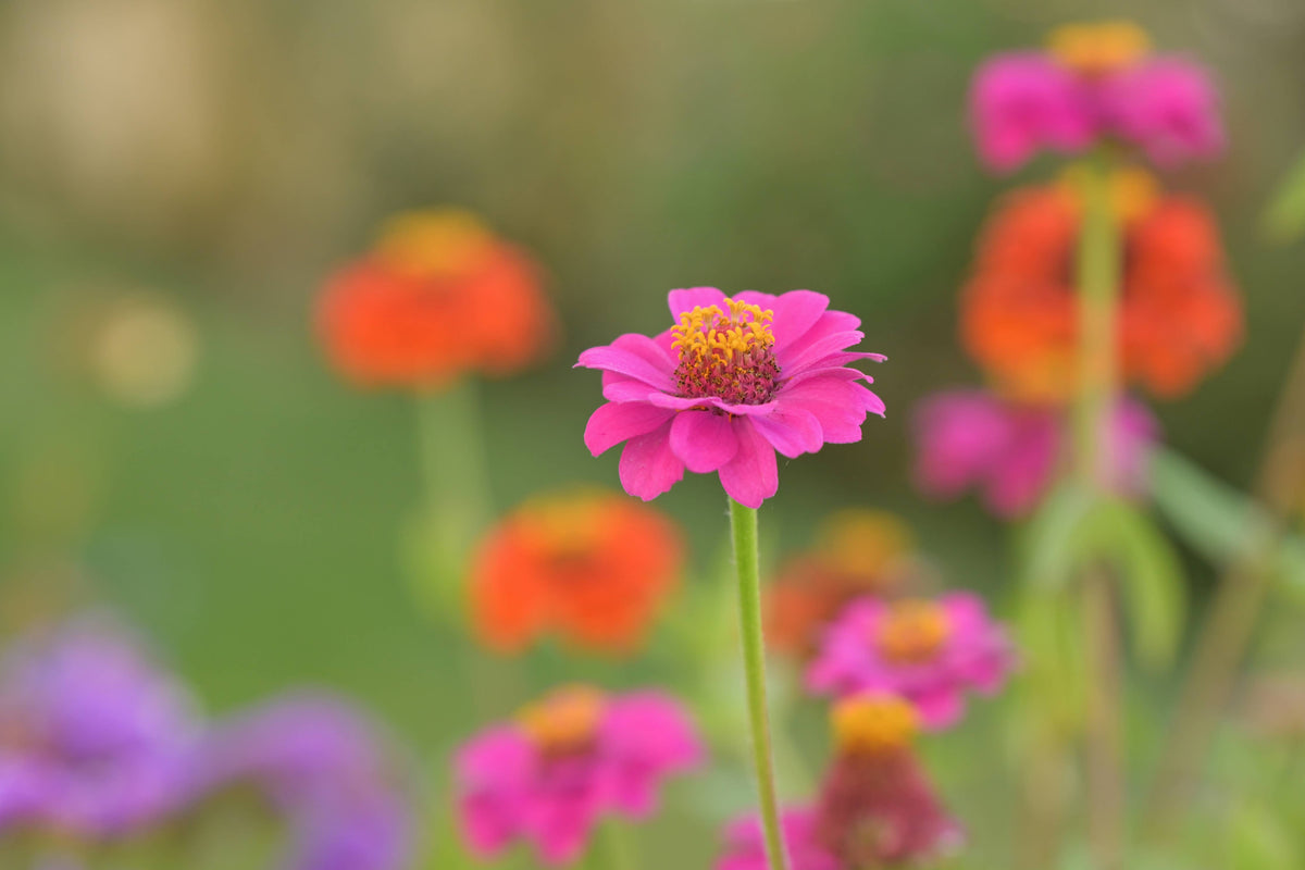 NEW Flower Cutting Garden Box | Mixed Zinnia | Thoughtful