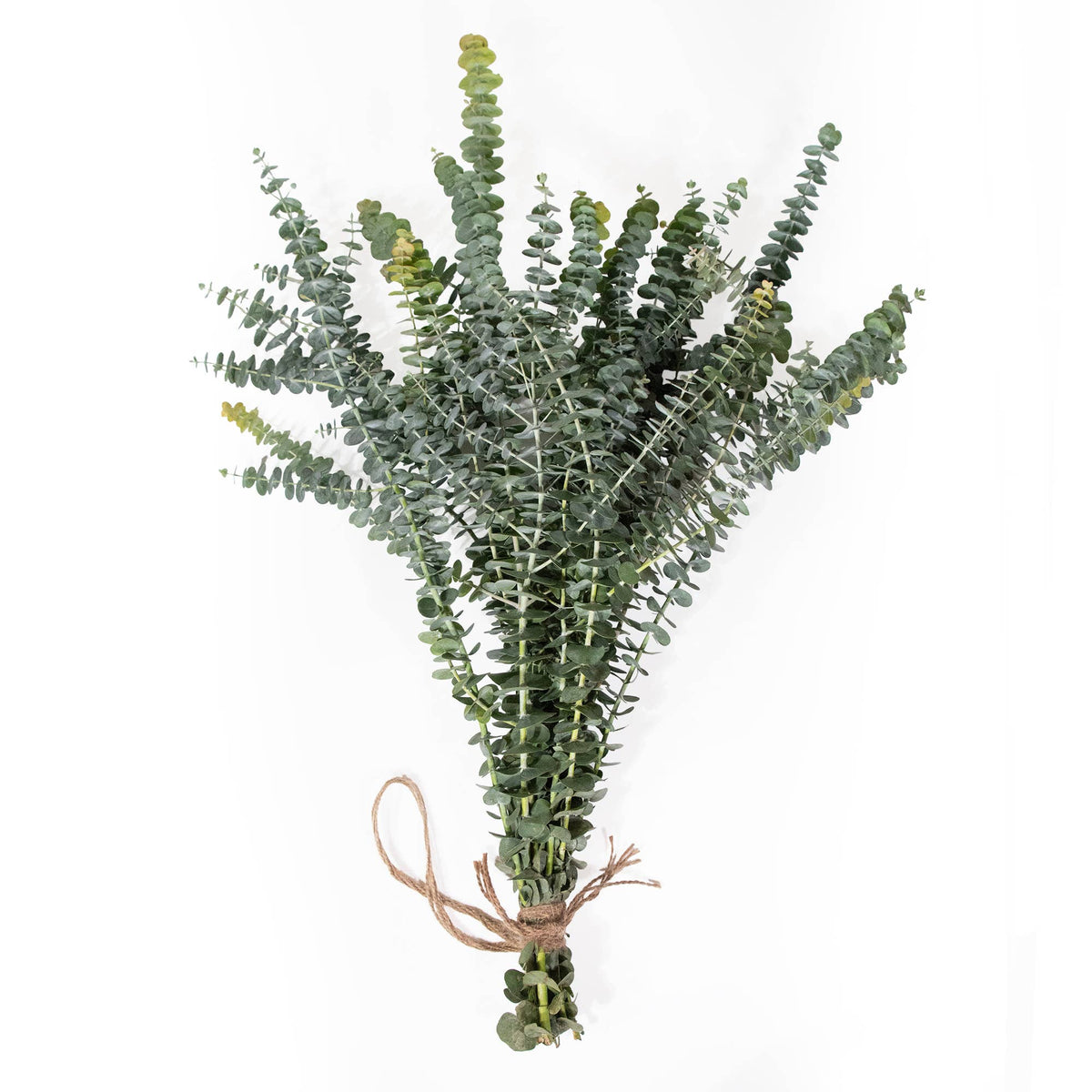 Fresh Baby Blue Eucalyptus Pulverulenta 10 Stems Bunch